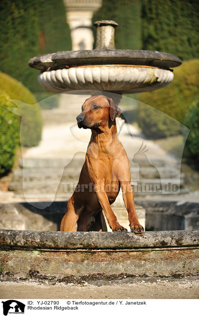 Rhodesian Ridgeback / Rhodesian Ridgeback / YJ-02790