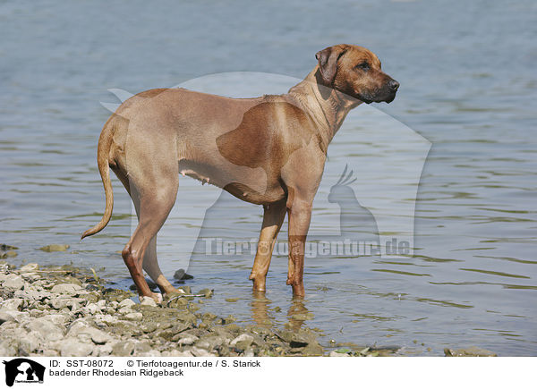 badender Rhodesian Ridgeback / bathing Rhodesian Ridgeback / SST-08072
