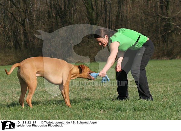 spielender Rhodesian Ridgeback / SS-22187