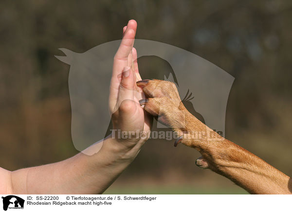 Rhodesian Ridgeback macht high-five / Rhodesian Ridgeback shows trick / SS-22200