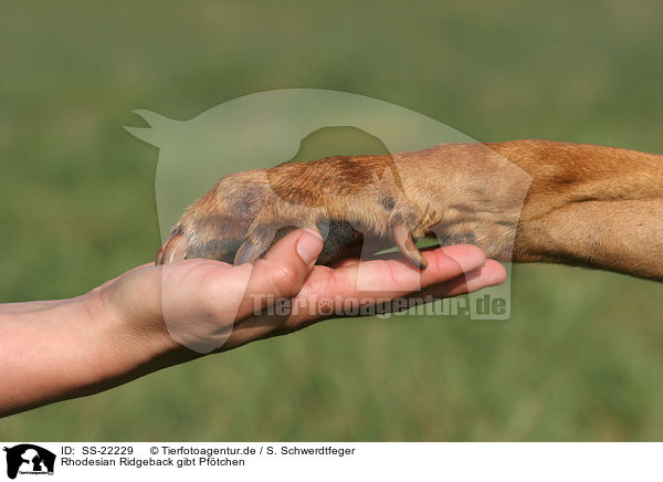 Rhodesian Ridgeback gibt Pftchen / Rhodesian Ridgeback shows trick / SS-22229