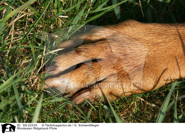 Rhodesian Ridgeback Pfote / Rhodesian Ridgeback paw / SS-22230