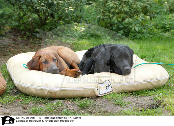 Labrador Retriever & Rhodesian Ridgeback / KL-06898