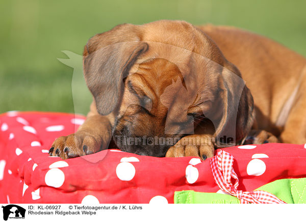 Rhodesian Ridgeback Welpe / Rhodesian Ridgeback Puppy / KL-06927