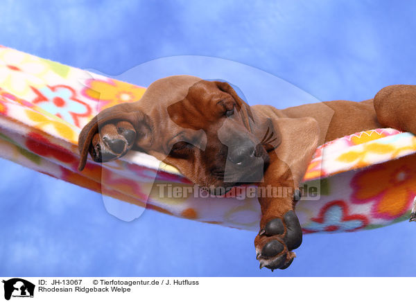 Rhodesian Ridgeback Welpe / Rhodesian Ridgeback Puppy / JH-13067
