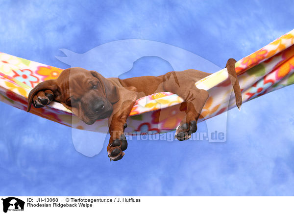 Rhodesian Ridgeback Welpe / JH-13068