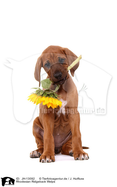 Rhodesian Ridgeback Welpe / JH-13092