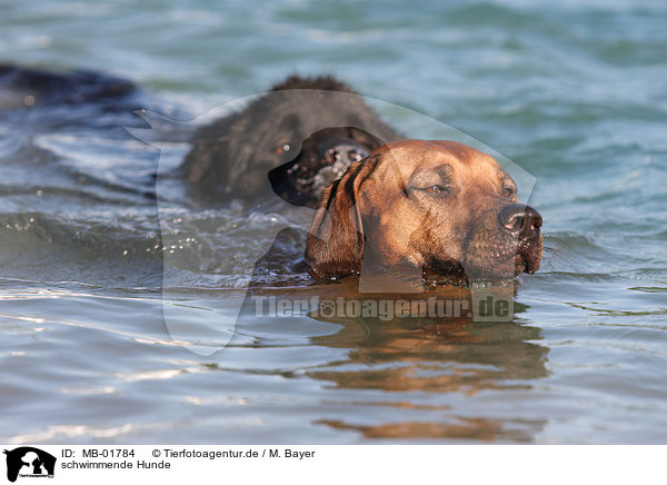 schwimmende Hunde / Newfoundland Dog / MB-01784