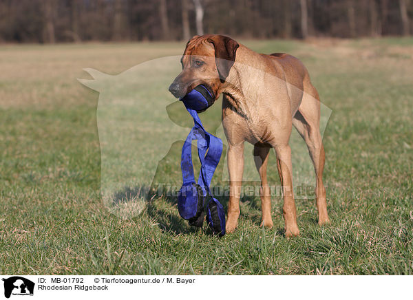 Rhodesian Ridgeback / Rhodesian Ridgeback / MB-01792