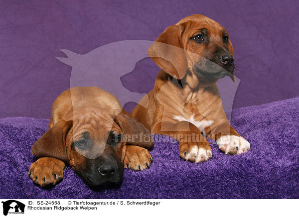 Rhodesian Ridgeback Welpen / Rhodesian Ridgeback Puppies / SS-24558