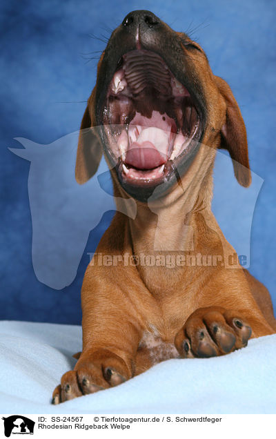 Rhodesian Ridgeback Welpe / SS-24567