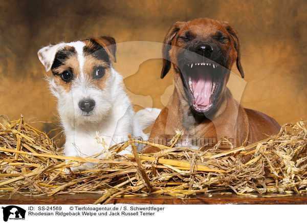 Rhodesian Ridgeback Welpe und Parson Russell Terrier / Rhodesian Ridgeback Puppy and Parson Russell Terrier / SS-24569