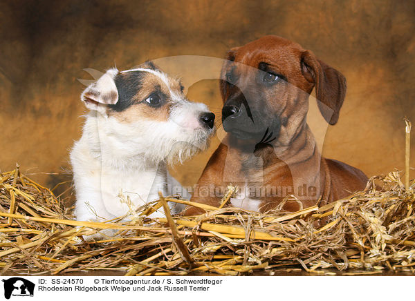 Rhodesian Ridgeback Welpe und Parson Russell Terrier / Rhodesian Ridgeback Puppy and Parson Russell Terrier / SS-24570