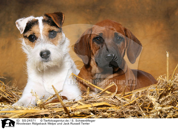 Rhodesian Ridgeback Welpe und Parson Russell Terrier / Rhodesian Ridgeback Puppy and Parson Russell Terrier / SS-24571
