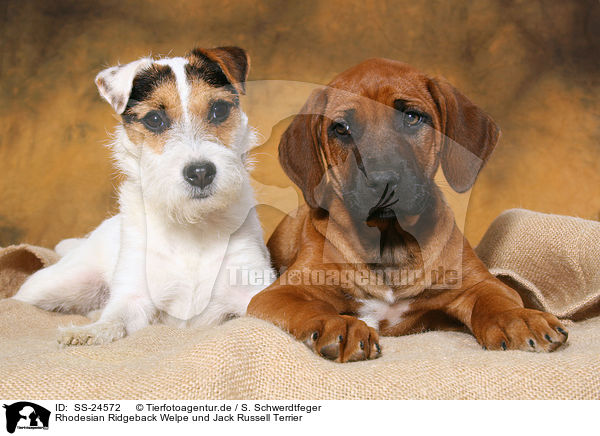 Rhodesian Ridgeback Welpe und Parson Russell Terrier / Rhodesian Ridgeback Puppy and Parson Russell Terrier / SS-24572