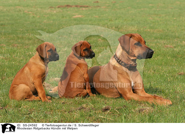 Rhodesian Ridgebacks Hndin mit Welpen / female Rhodesian Ridgeback with puppies / SS-24592