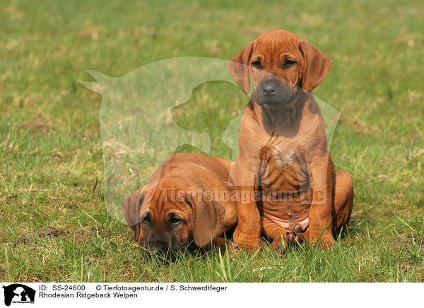 Rhodesian Ridgeback Welpen / Rhodesian Ridgeback Puppies / SS-24600