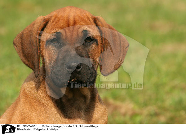 Rhodesian Ridgeback Welpe / Rhodesian Ridgeback Puppy / SS-24613