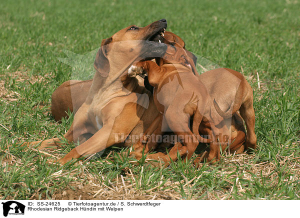 Rhodesian Ridgeback Hndin mit Welpen / female Rhodesian Ridgeback with puppies / SS-24625