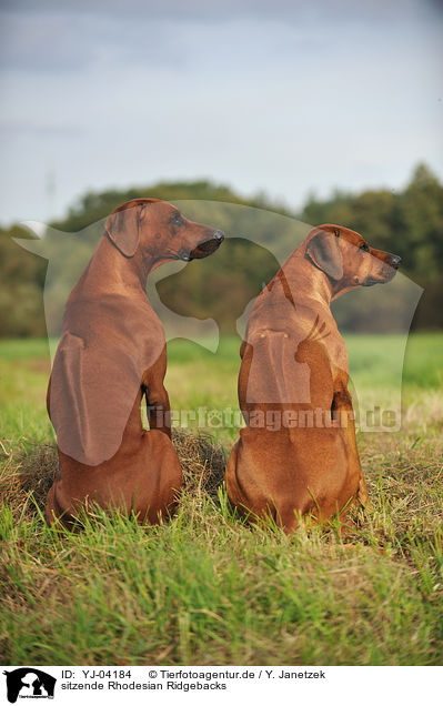 sitzende Rhodesian Ridgebacks / sitting Rhodesian Ridgebacks / YJ-04184