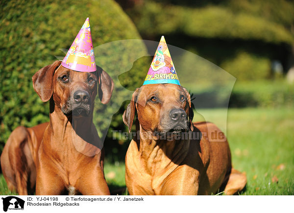 Rhodesian Ridgebacks / YJ-04198