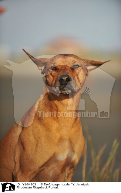 Rhodesian Ridgeback Portrait / YJ-04203