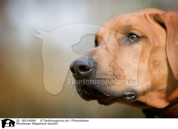 Rhodesian Ridgeback Gesicht / Rhodesian Ridgeback face / BS-04966