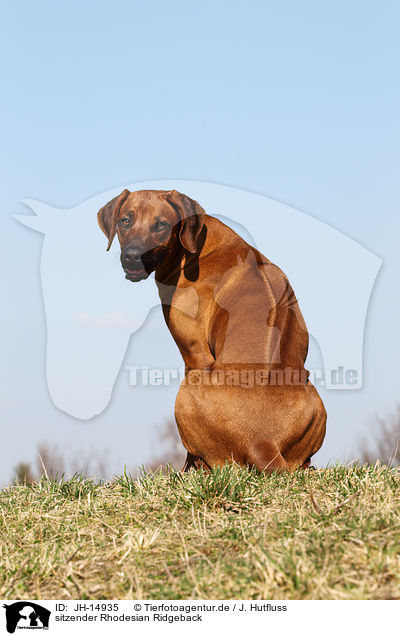 sitzender Rhodesian Ridgeback / sitting Rhodesian Ridgeback / JH-14935