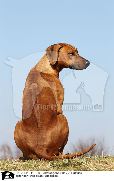 sitzender Rhodesian Ridgeback / sitting Rhodesian Ridgeback / JH-14941