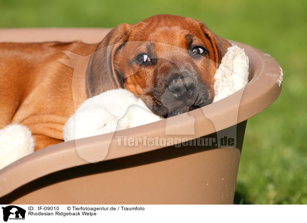 Rhodesian Ridgeback Welpe / Rhodesian Ridgeback Puppy / IF-09010