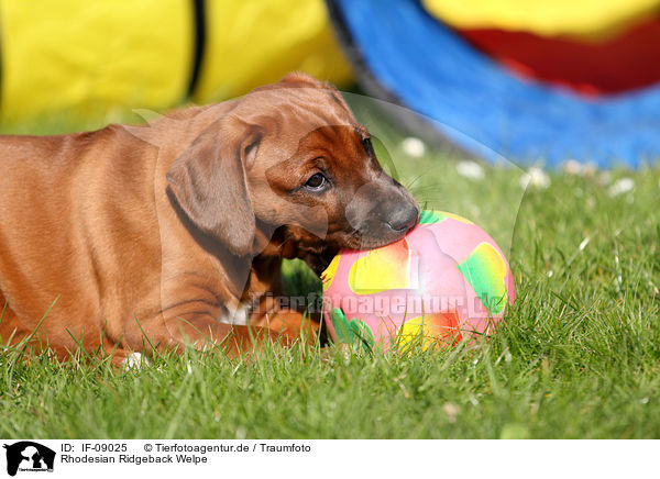 Rhodesian Ridgeback Welpe / Rhodesian Ridgeback Puppy / IF-09025