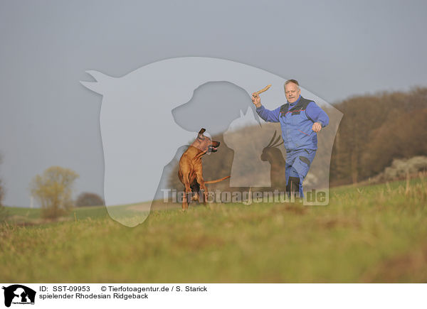 spielender Rhodesian Ridgeback / playing Rhodesian Ridgeback / SST-09953