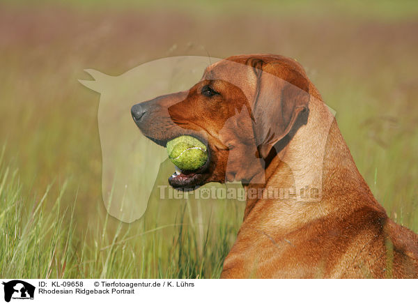 Rhodesian Ridgeback Portrait / Rhodesian Ridgeback Portrait / KL-09658