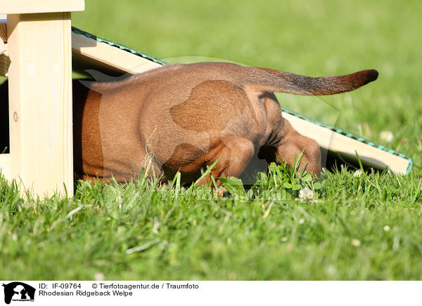 Rhodesian Ridgeback Welpe / IF-09764