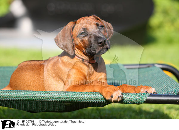 Rhodesian Ridgeback Welpe / Rhodesian Ridgeback Puppy / IF-09768