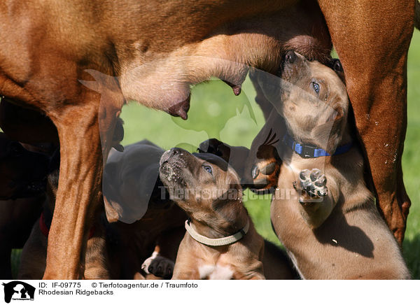 Rhodesian Ridgebacks / Rhodesian Ridgebacks / IF-09775
