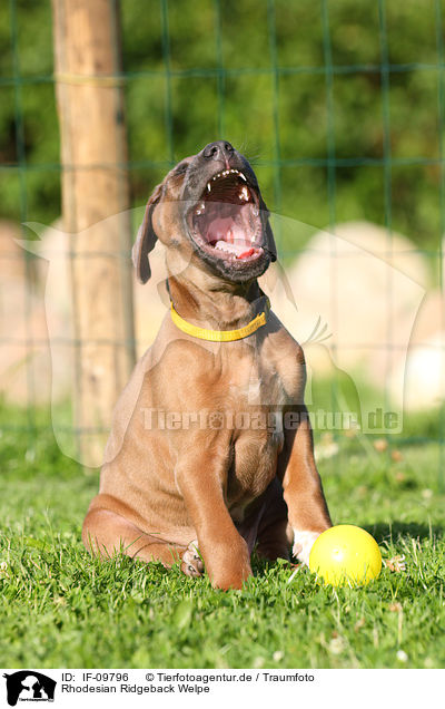 Rhodesian Ridgeback Welpe / IF-09796