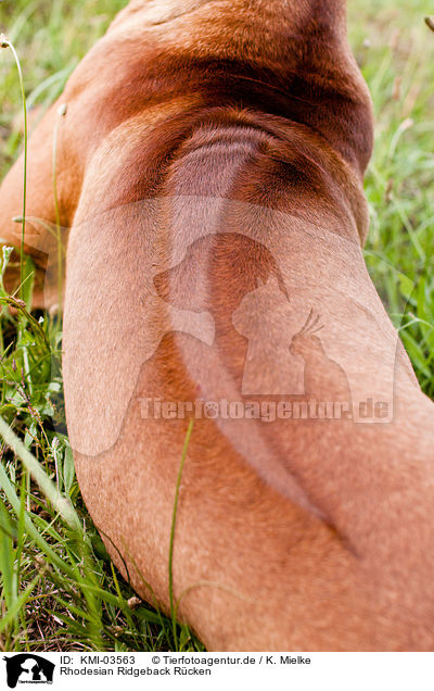 Rhodesian Ridgeback Rcken / Rhodesian Ridgeback back / KMI-03563