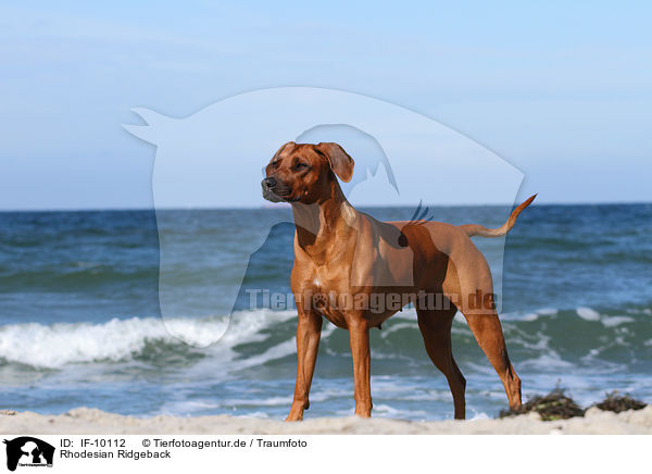 Rhodesian Ridgeback / Rhodesian Ridgeback / IF-10112