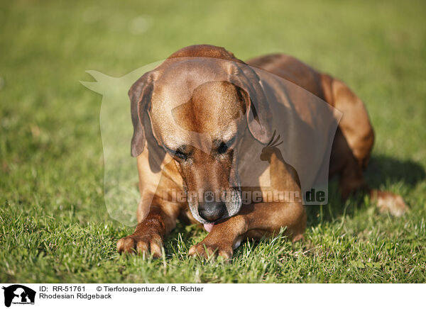 Rhodesian Ridgeback / Rhodesian Ridgeback / RR-51761