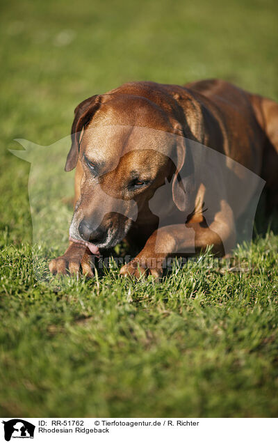 Rhodesian Ridgeback / Rhodesian Ridgeback / RR-51762
