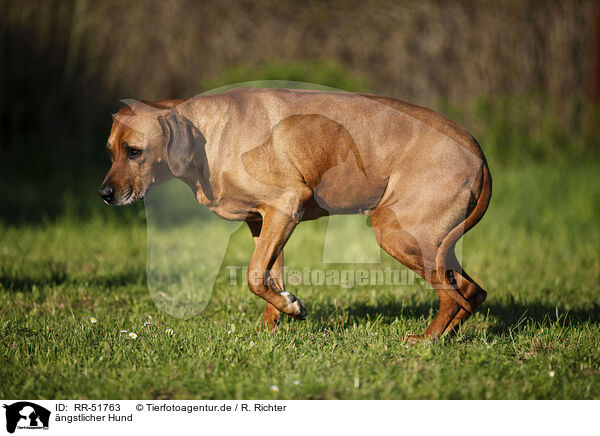 ngstlicher Hund / RR-51763