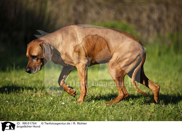 ngstlicher Hund / Rhodesian Ridgeback / RR-51764