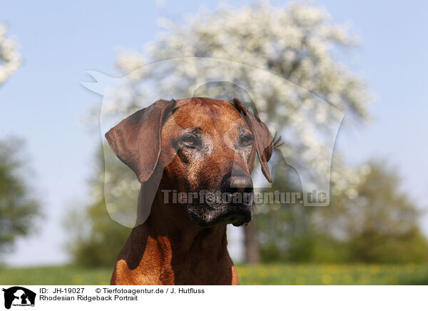 Rhodesian Ridgeback Portrait / JH-19027