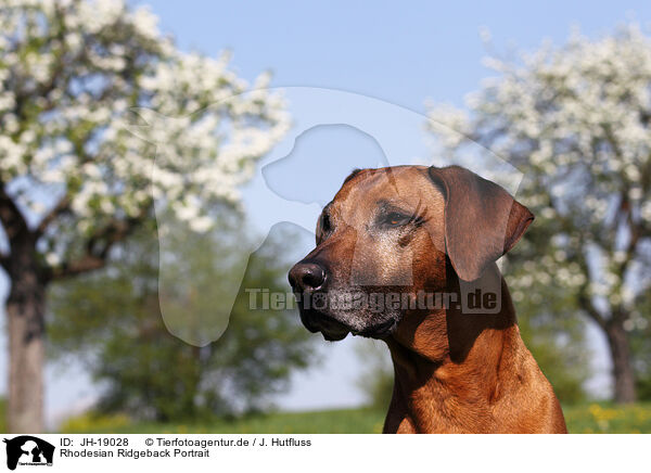 Rhodesian Ridgeback Portrait / JH-19028