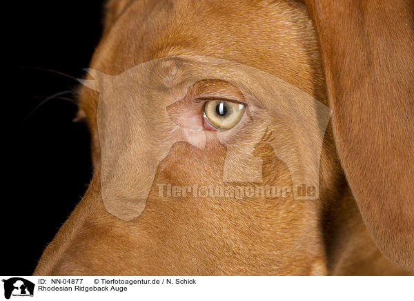 Rhodesian Ridgeback Auge / Rhodesian Ridgeback eye / NN-04877