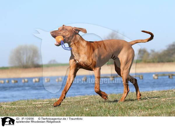 spielender Rhodesian Ridgeback / playing Rhodesian Ridgeback / IF-10956