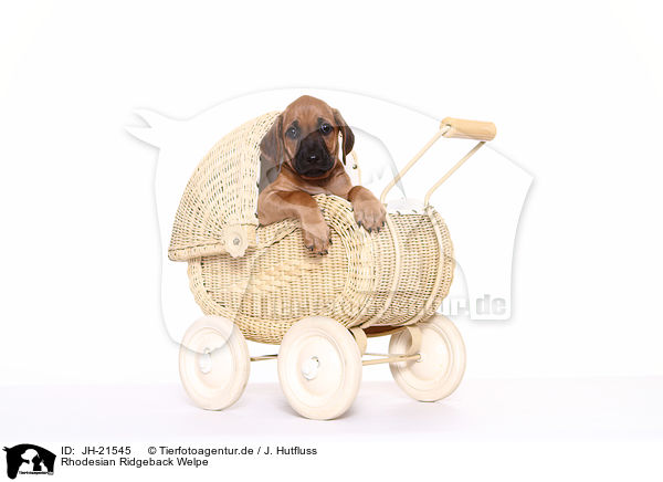 Rhodesian Ridgeback Welpe / JH-21545
