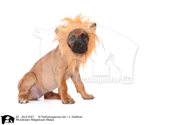 Rhodesian Ridgeback Welpe / JH-21547