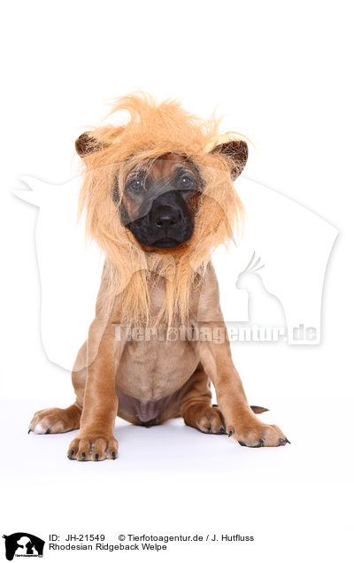 Rhodesian Ridgeback Welpe / JH-21549
